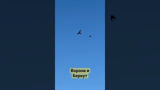 Ворона и Беркут! Степногорск.