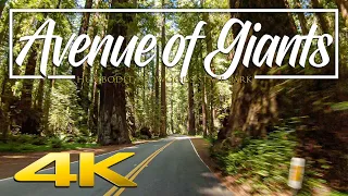 Avenue of the Giants | Humboldt Redwoods State Park Travel Guide