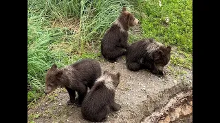 Katmai National Park & Homer, AK - July 2022