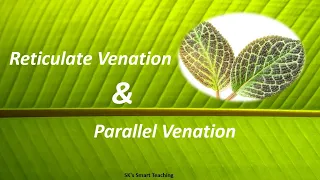 Leaf Venation I Types of Venation I Reticulate Venation and Parallel Venation