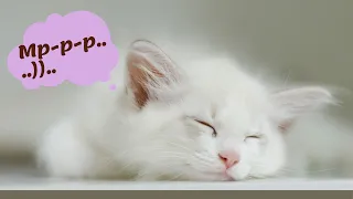 Мурлыкание кошки. Кототерапия - здоровье, радость, спокойствие! Purr-r!)