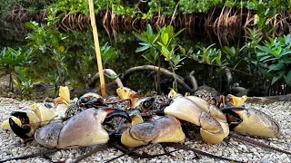 Foraging Crabs By Hand | Stone Crab Cakes