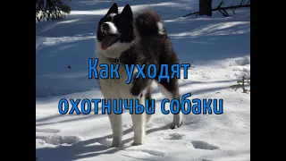 Потеря охотничьих собак