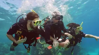 SILVERSWIFT - intro scuba diving on the Great Barrier Reef