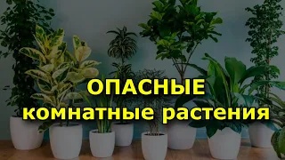 Самые опасные комнатные растения. (15 ядовитых цветов).