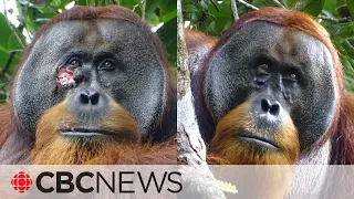 Orangutan seen treating facial wound with medicinal plant