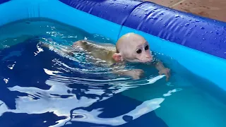 Mom was surprised see monkey Luk swimming like an athlete