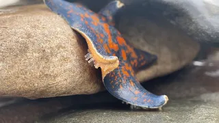 Море, звезды и ежики... Sea, starfish and sea urchins...