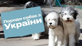 Українські породи собак
