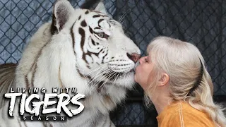 There's A Tiger In My Garden! | LIVING WITH TIGERS SEASON