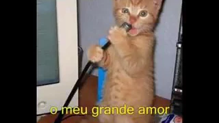 Melô do gato🐈