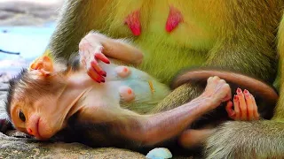 Never seen before, Look so strange new born baby monkey only one day old