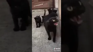 Mother Cat Protecting Her Kittens From Attacker #shorts