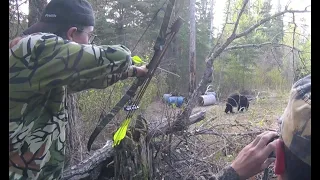 Boy Shoots Bear with Recurve from GroundBlind