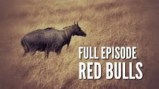 South Texas Nilgai Hunting - "Red Bulls"
