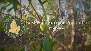 Bushcraft Survival Australia  - Wild Edibles