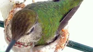 Baby Hummingbird Hatching!  Welcome, Baby Eddie!  www.ourhum