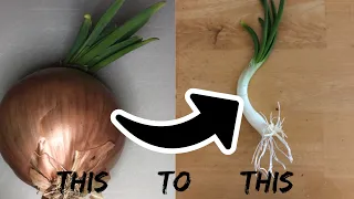 How to separate onion sprouts from a sprouted onion.