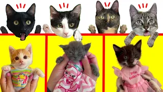 Probando ropa para el gatito Huggy y los tres gatitos nuevos / Videos de gatos Luna y Estrella
