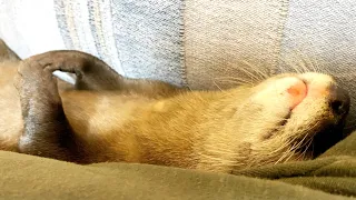 An otter that can't stop twitching even when she's sleeping. [Otter life Day 508]