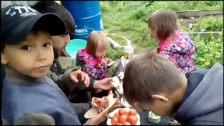 Шашлыки на природе/Мечты/Баклажаны.