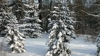 Снегопад. Снежный лес. Деревья одеваются в снег на глазах!