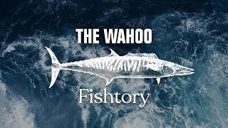 Catching Wahoo: Everything You Need To Know | Fishtory