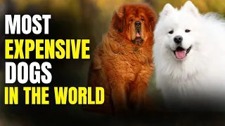 20 Most Expensive Dogs in the World: Luxury Breeds You Need to See!