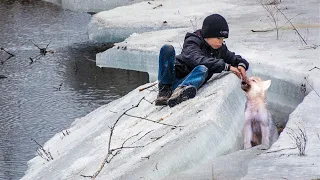Мальчик пытался спасти застрявшего на льдине волчонка, не зная что дальше случится