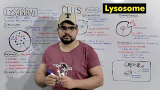 Lysosome : Suicide bag of Cell (Structure and Function of Lysosome) Detailed Series