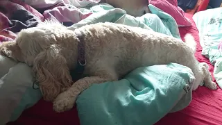 My Cockapoo LOVES MADONNA!!!