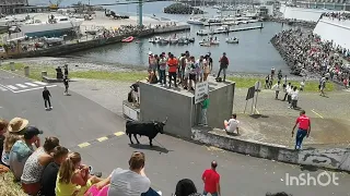 Ilha Terceira Açores, 01-07-23 Tourada à corda Porto das Pipas.