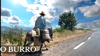 O BURRO (UMA LINDA REFLEXÃO DE VIDA)