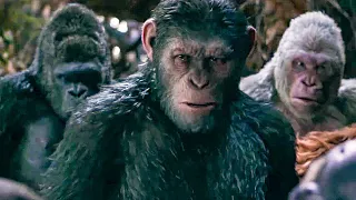 I Did Not Start This War Scene - WAR FOR THE PLANET OF THE APES (2017) Movie Clip