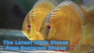 Santarem Wild Discus Video