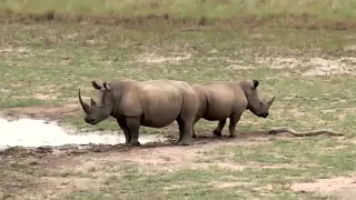 A buffalo is lucky to get help from a rhinoceros and escape from a hyena herd