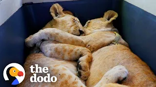 Baby Lions Are Rescued From A Living Room | The Dodo Go Wild