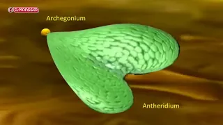 Biology _ 3Sec_ life cycle of a fern plant (Polypodium)
