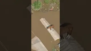 Horse stranded, eventually rescued amid Brazil floods