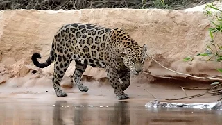 Travesías Fotográficas al Pantanal : En busca del Jaguar o Yaguarete