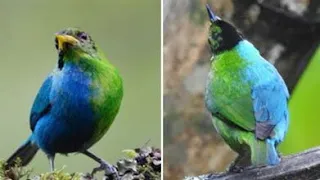 Extremely Rare Half-Female Half-Male Bird Captured On Camera In Colombia #RareBird#GreenHoneycreeper