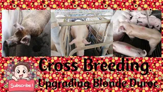 Crossbreeding Landrace x Duroc blonde