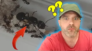 Une espèce de FOURMIS surprise ! MESSOR STRUCTOR