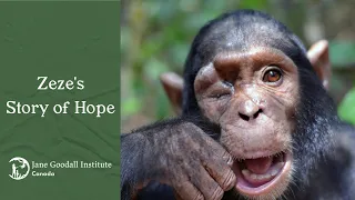 A LIFE CHANGING STORY! Get to Know Zeze's Tchimpounga Sanctuary Story of HOPE