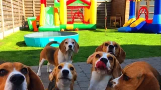 Bounce House Pool Party FOR DOGS!  : Cute and Funny Beagles