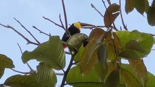 Yellow-throated Toucan Calls