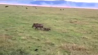 Mama warthog defending her three babies from a hyena attack