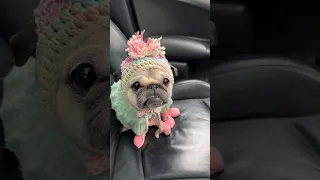 Loulou’s first DRIVING LESSON 🚙 Wait for it… 😬 #dog #pug #funny #shorts