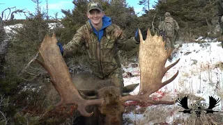 Trophy Newfoundland Bull Moose , Jaspers Hunt.