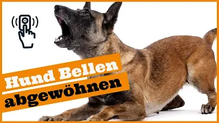 Hund bellt wenns klingelt I So entspannt dein Hund bei Besuch I Stressfrei Besuch empfangen